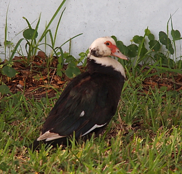 [Side back view of the female duck. The head and upper neck are mostly white. There are a few black splotches at the bottom of the head and she had the characteristic red around her eye and on the upper part of her light tan beak. Her back is nearly all black.]